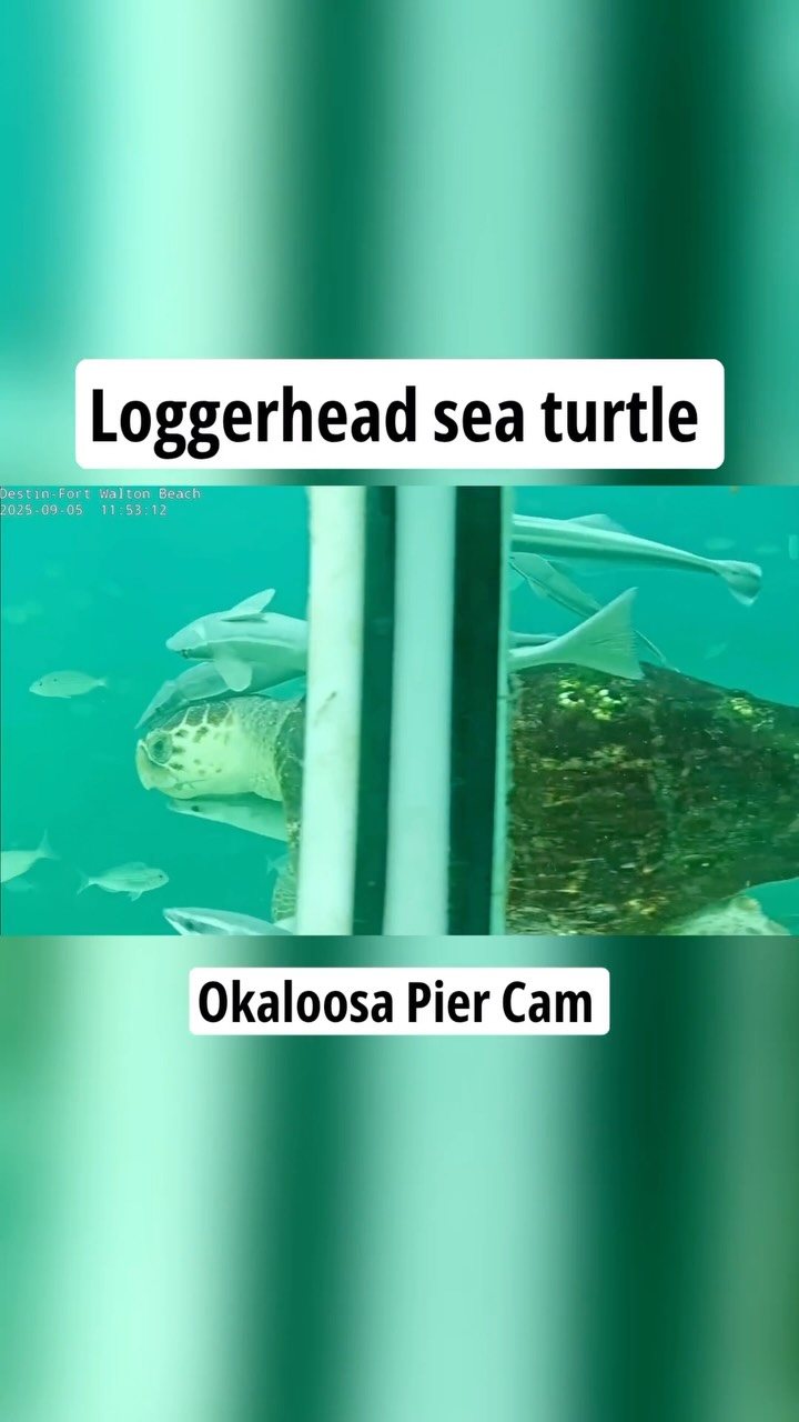 HEY, SEA TURTLE!! A Loggerhead sea turtle was spotted on the Okaloosa ...