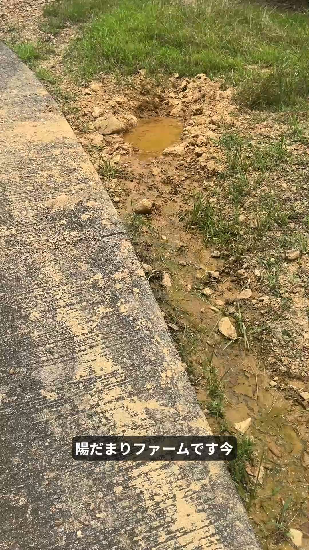 イノシシ 足跡 畑