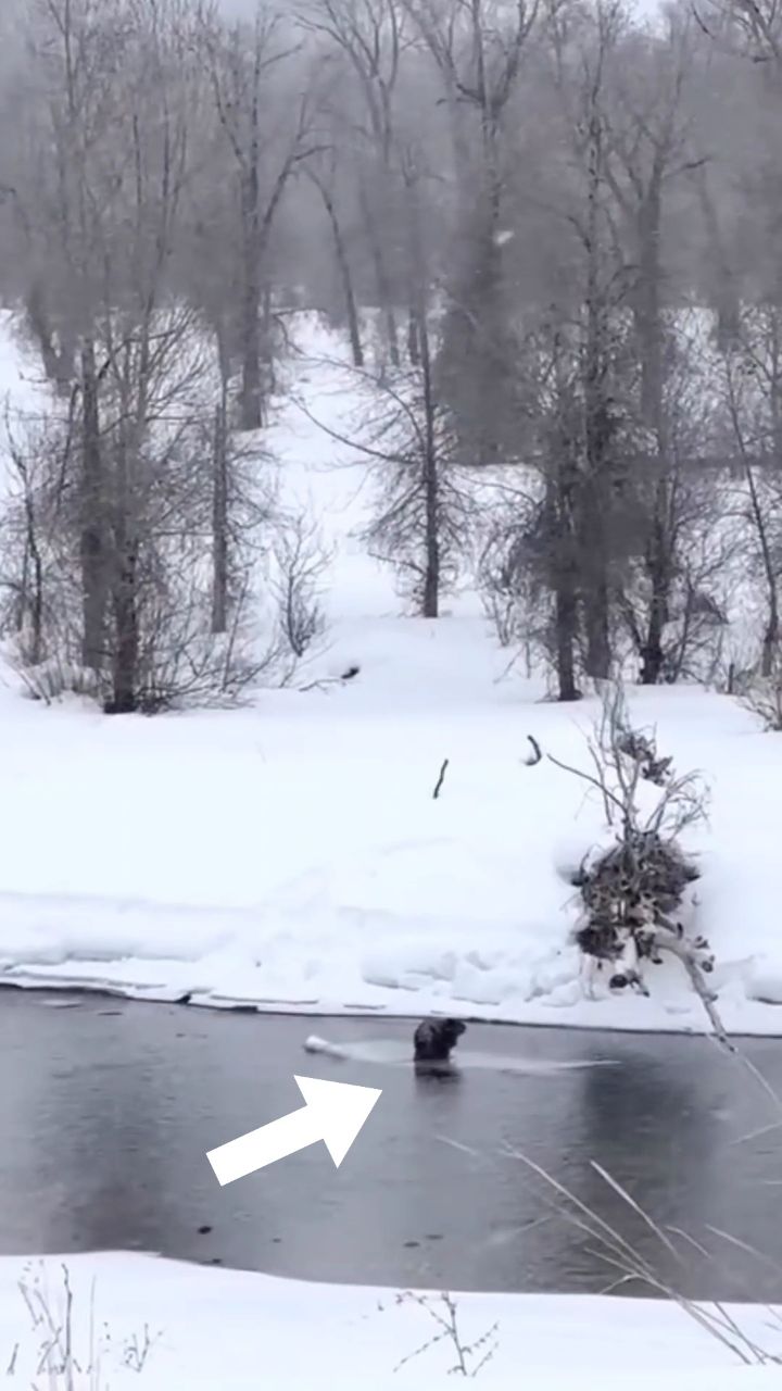 A beaver on a whimsical ice raft ️ 🎥 from @nick.sulzer The beaver ...