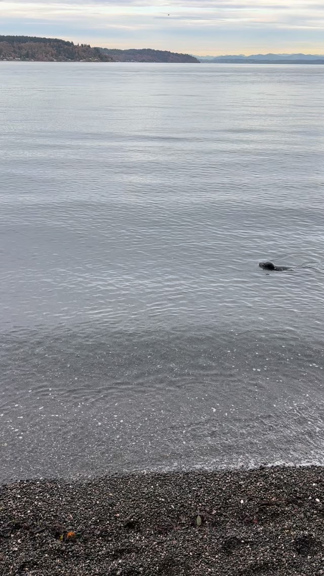 What a beautiful day it was to enjoy Tacoma’s waterfront 🩵🦭🌊 # ...