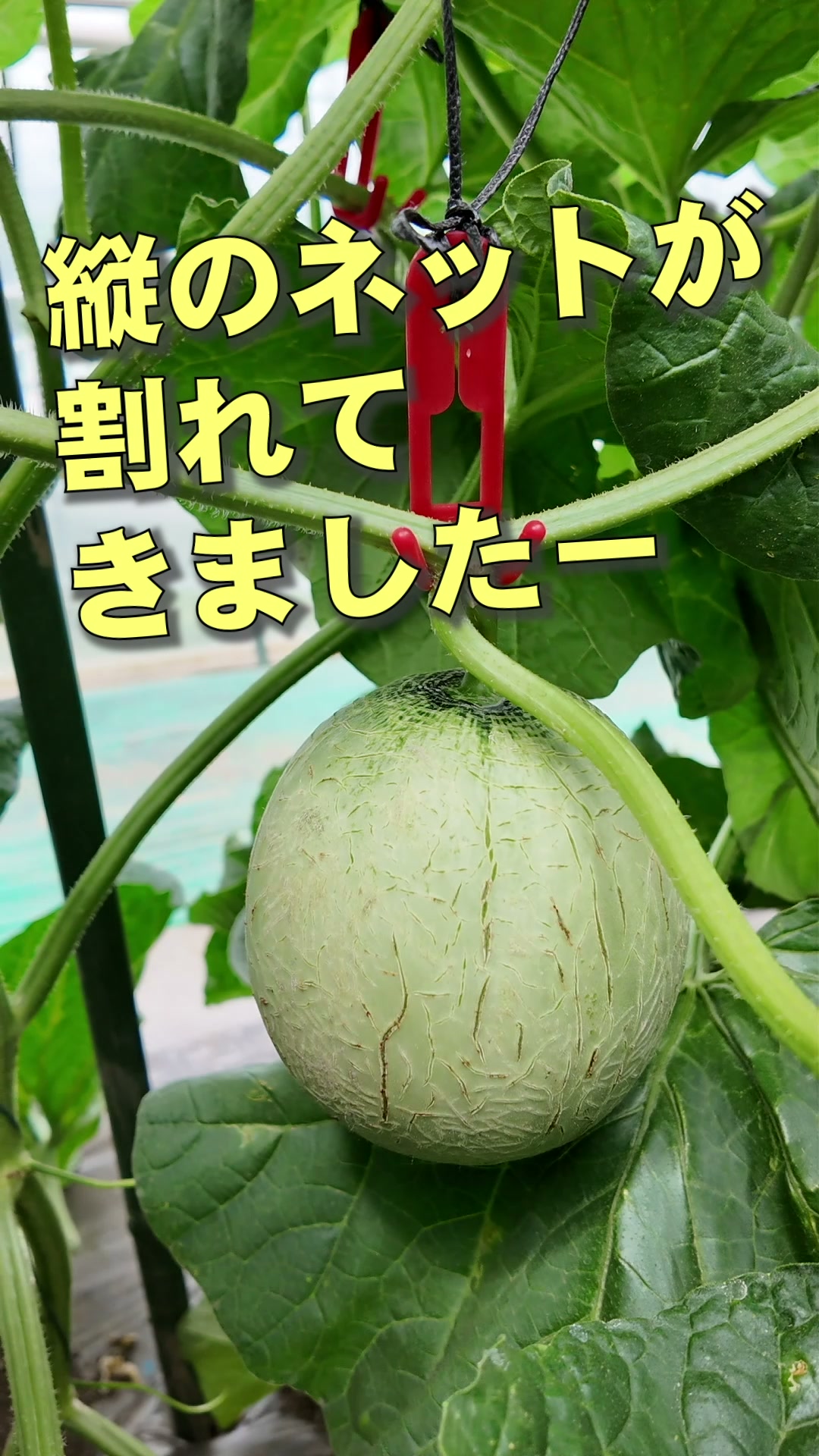たまにはマジメに！ メロン栽培の裏側をお見せします。 秋作メロンde