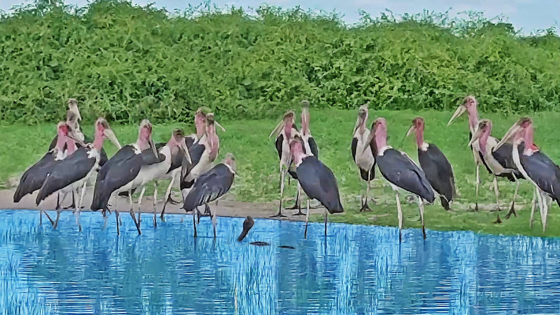 20+ Storks Team Up to Trap Cobra in the Water Things became tricky for ...