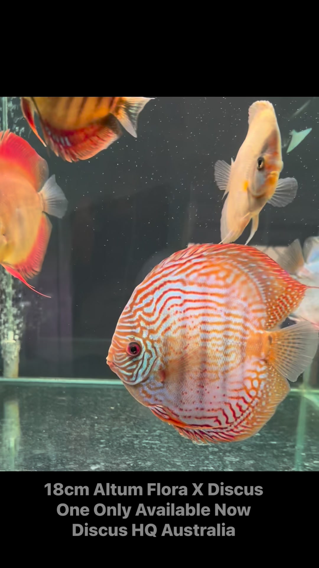 18cm Altum Flora X Discus One only -Available Now #discusfish # ...