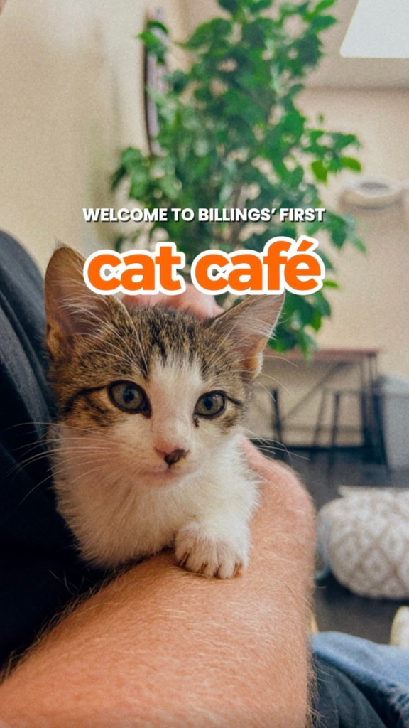 🐾 Billings has a cat café…and it's as cute as it sounds