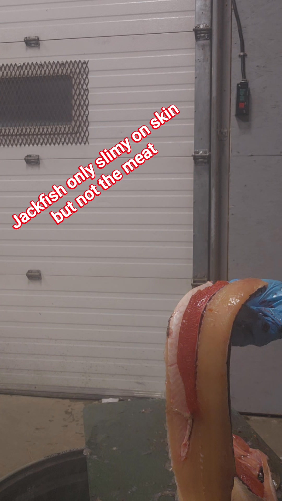 Many people dont like slime jack fresh water fish are meant to consume ...
