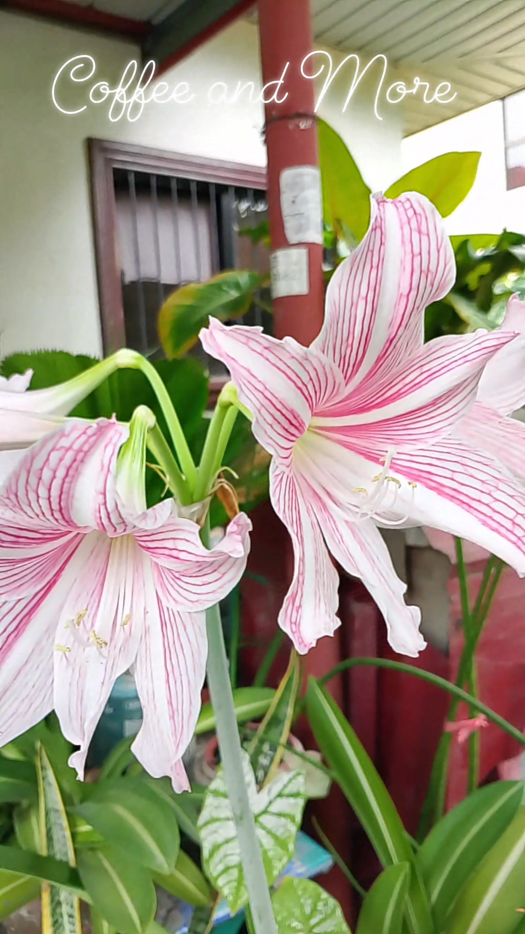 The naked lily 🙌 aka Belladonna Lily, originating from the