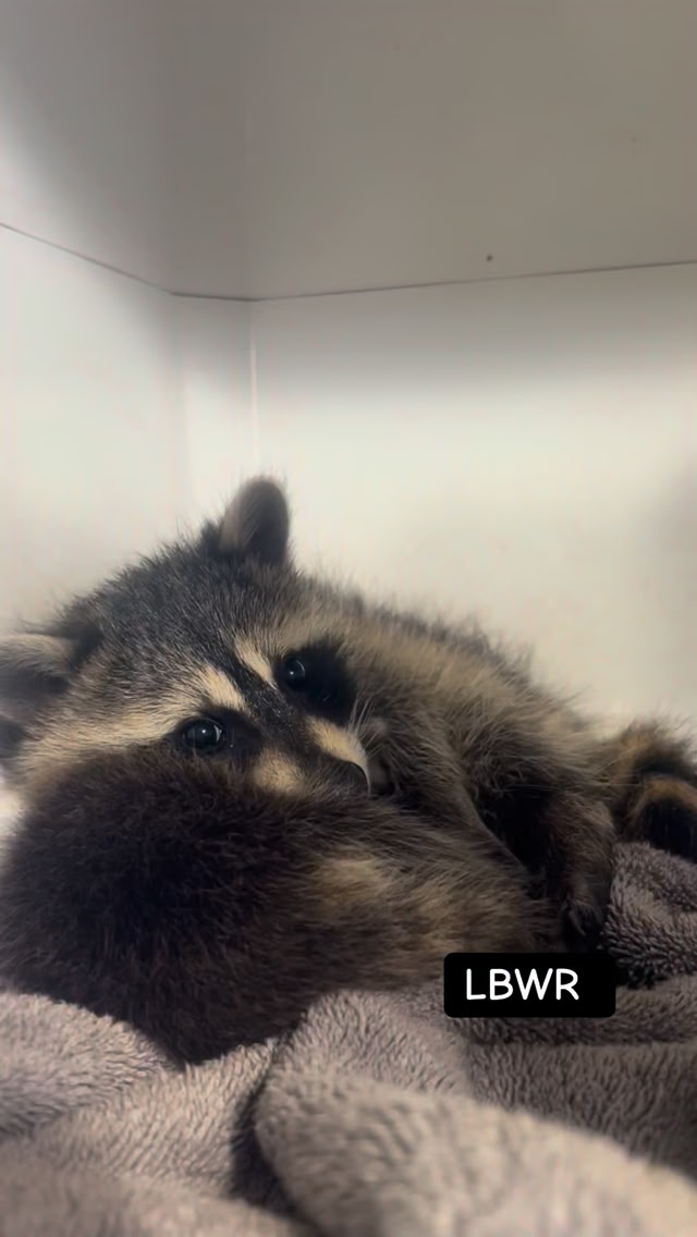 Cute raccoon buddies ill snuggled in the incubator after they both just ...