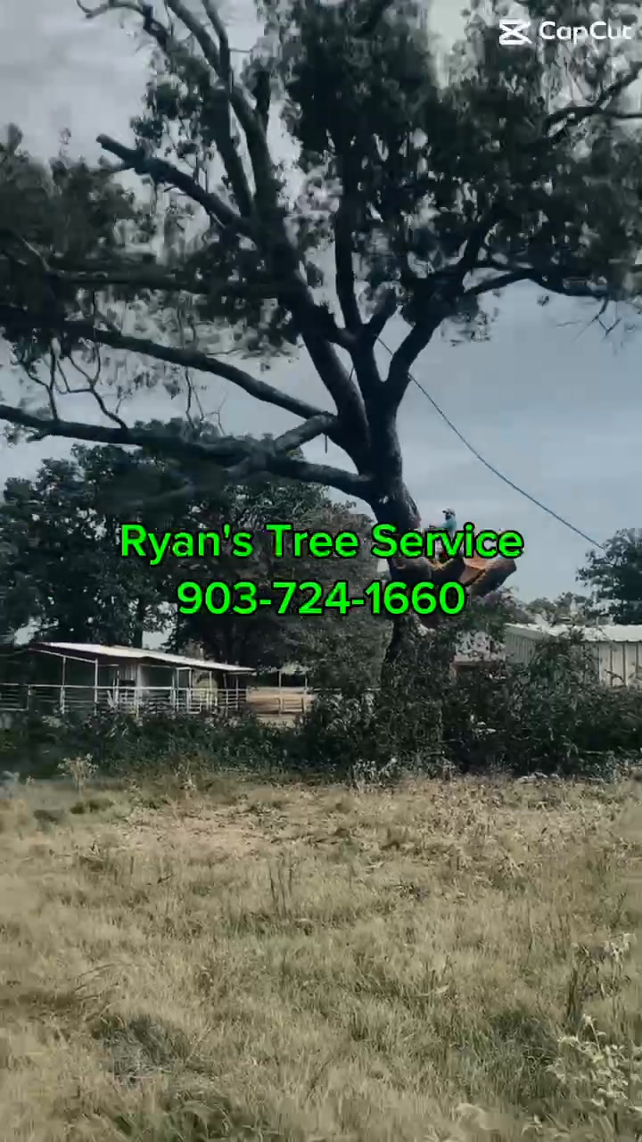 Need trees removed?!?!? There’s only one crew to call! Ryan’s Tree ...