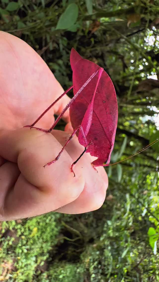 An adorable katydid (Tettigoniidae) from Ecuadorian Choco. We