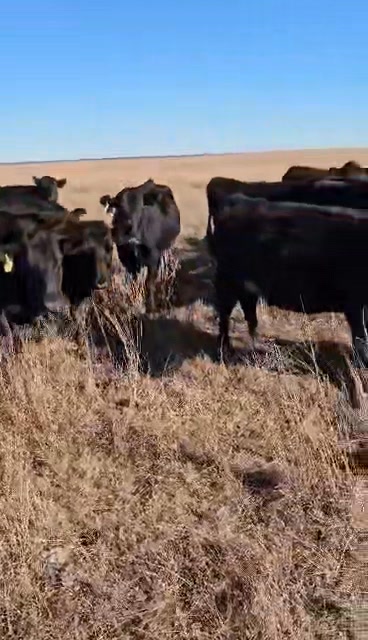 Cows consigned for next week, January 20th! Gentle! Cows that are ear ...