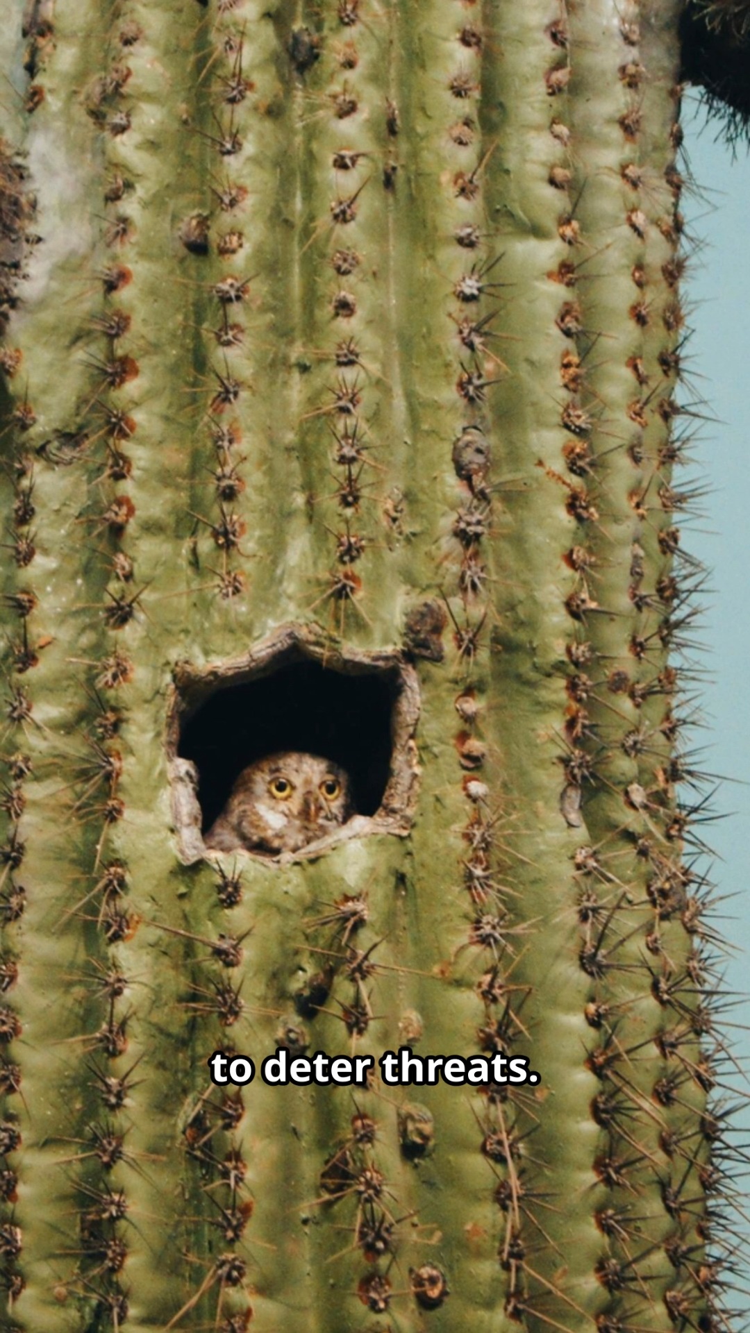 Imagine a cactus that explodes to protect itself! South American cacti ...