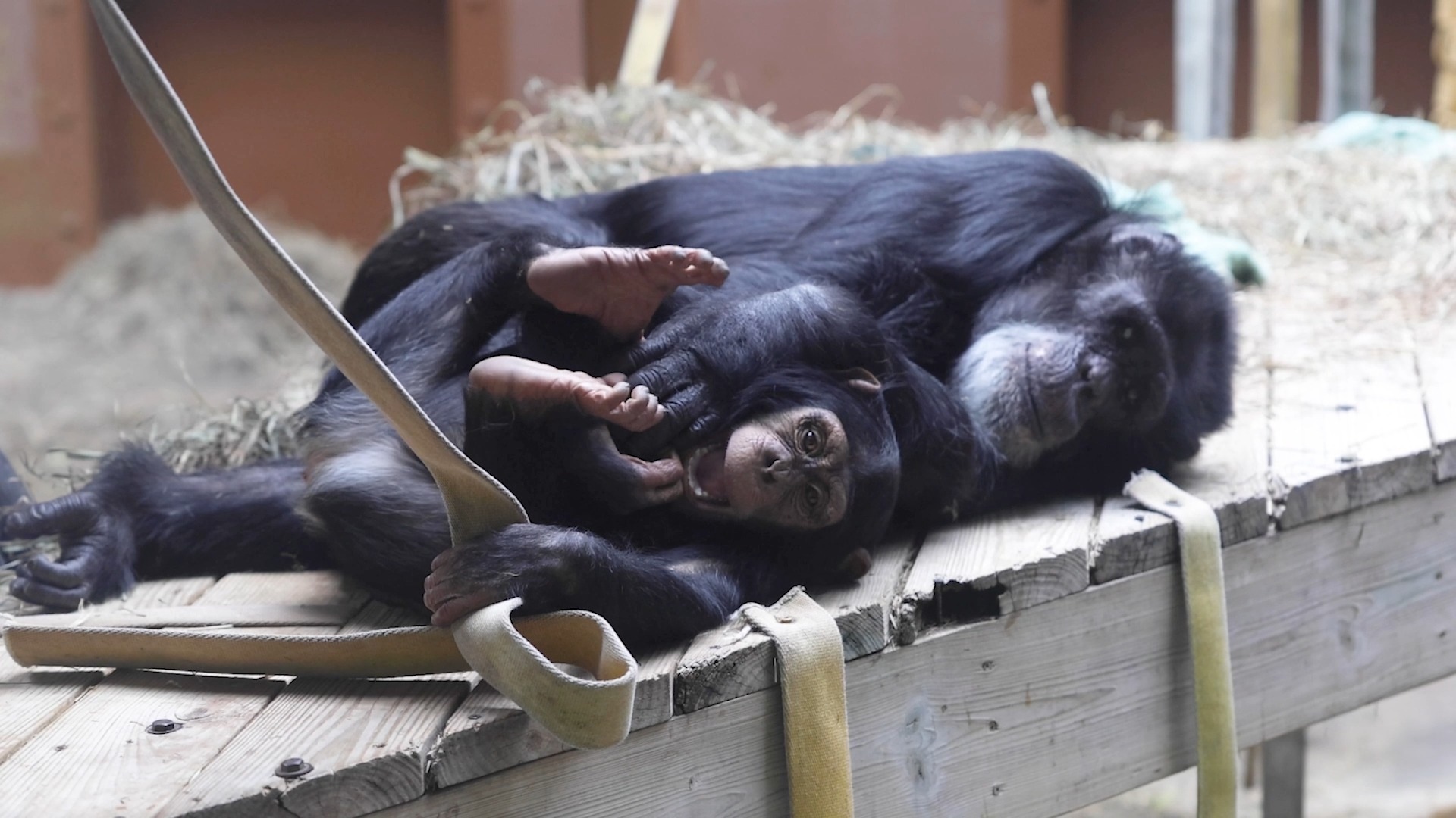 Somebody missed having Lu around to play with! 🐵 ️ Lu’s recovery from ...