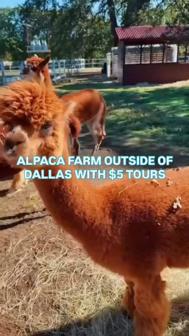 ひつじ&アルパカ様 🦙 Looking for a unique family-friendly activity near Sacramento