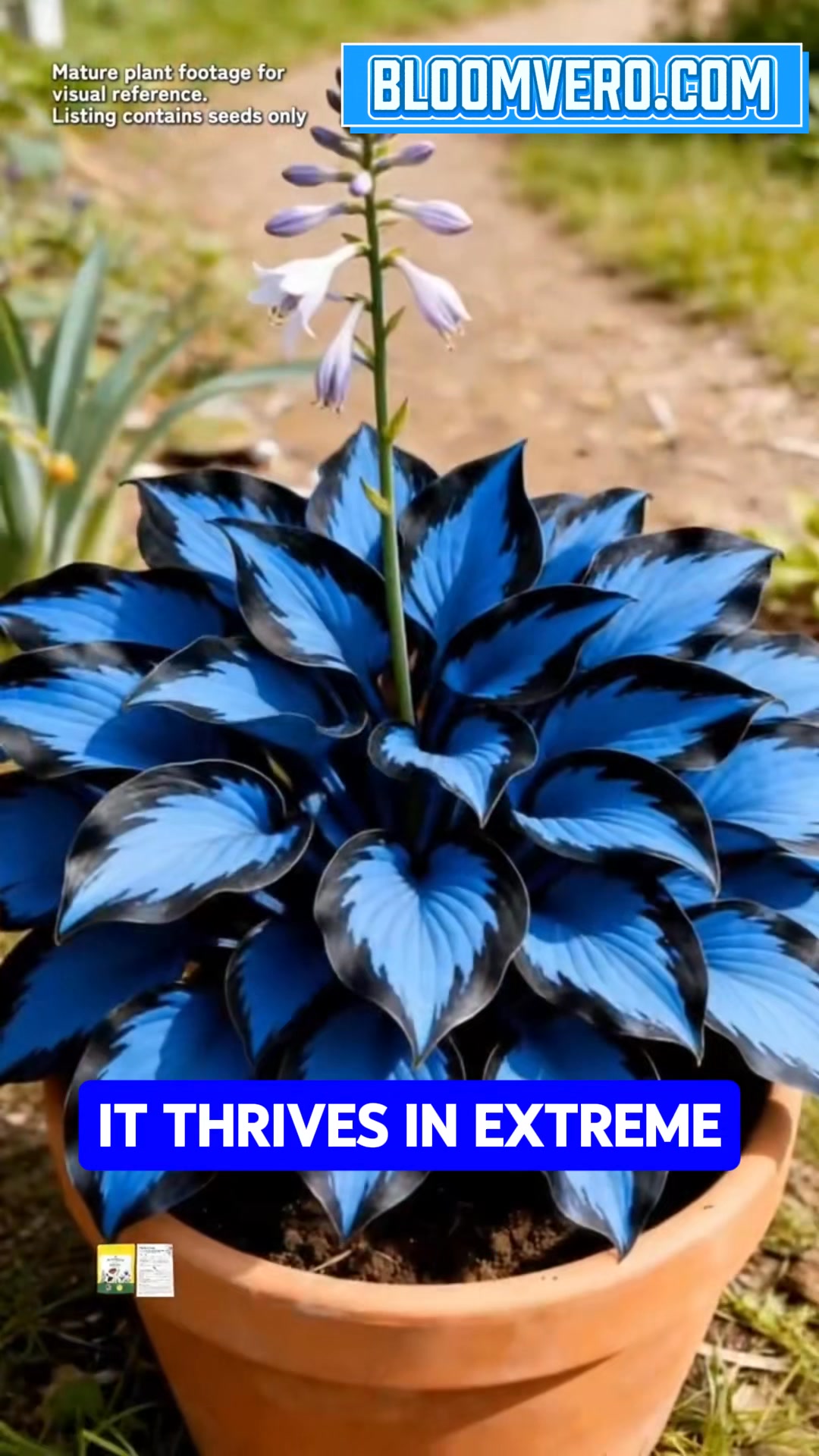 💙🌙 Midnight Blue Flame Hosta seeds : ﻿﻿https://reurl.cc/9bV96n Step ...
