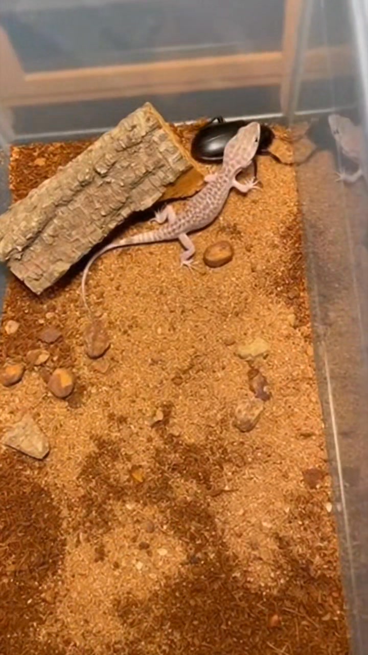 Yellow-Headed Gecko vs Giant Cave Shield Bug: Zero Comfort Zone # ...