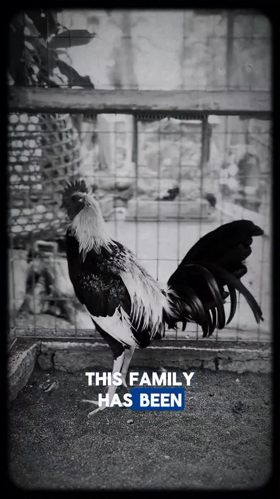 The Regular Grey is one of the classic and most recognized bloodlines ...