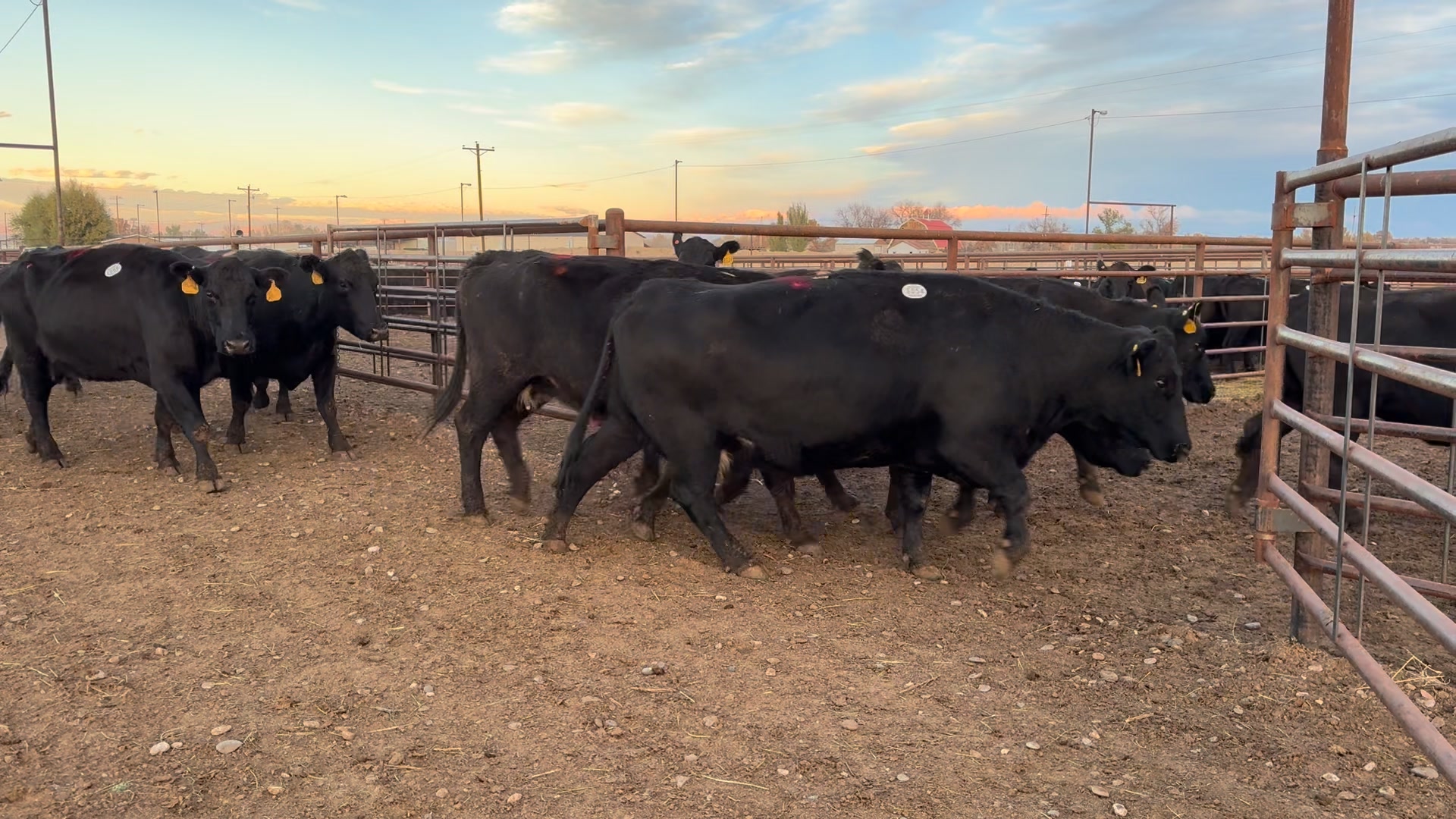 LU Ranch 22 Bred ST Blk Cows Calving in April/ June Bred to Leachman ...