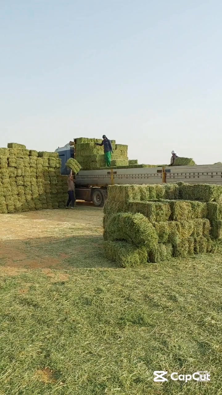 Trailer Loading Barsim block Bosita. #reels #viral #videoviralシ ...