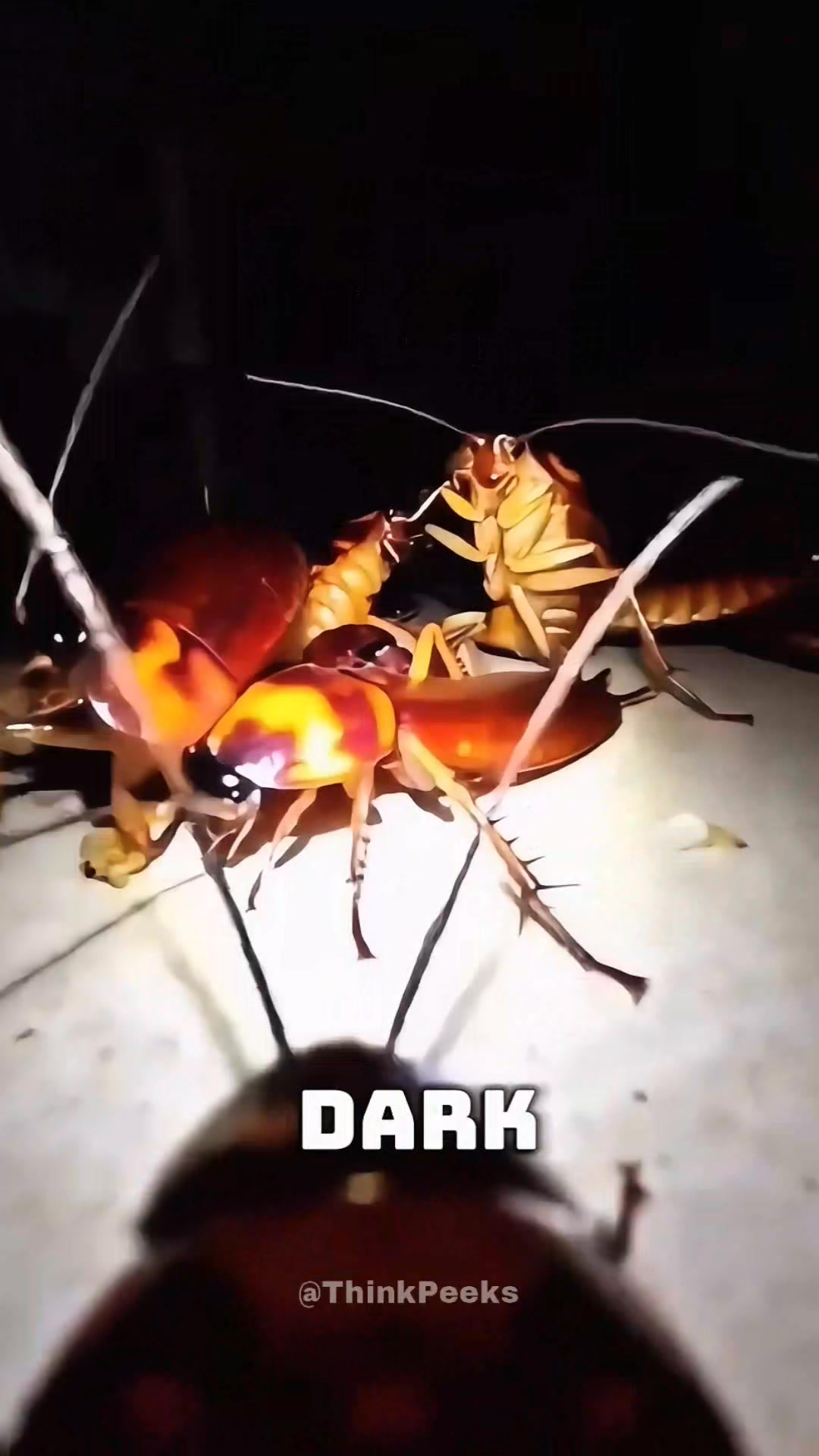 The Secret Lives of Cockroaches Revealed | Think Peeks | Facebook
