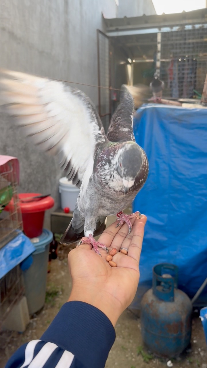 Off color free flight #pigeon #kalapatids #pigeons #kalapati | BORGA ...