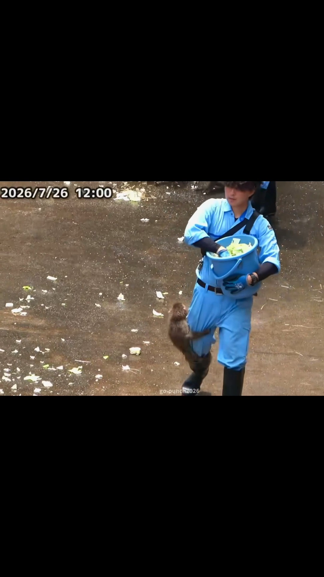 ※まーくん山採りヤマコウバシ4.1M(鉢底から)※チャーターおまとめ割引込 まーくん山採りヤマコウバシ4.1M(鉢底から)※チャーターおまとめ割引込