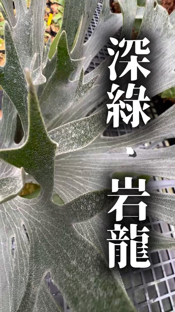 🌿 P. hillii cv. Rock Dragon 岩龍（TC） ✨ 市場首發品種！ 喜歡深綠