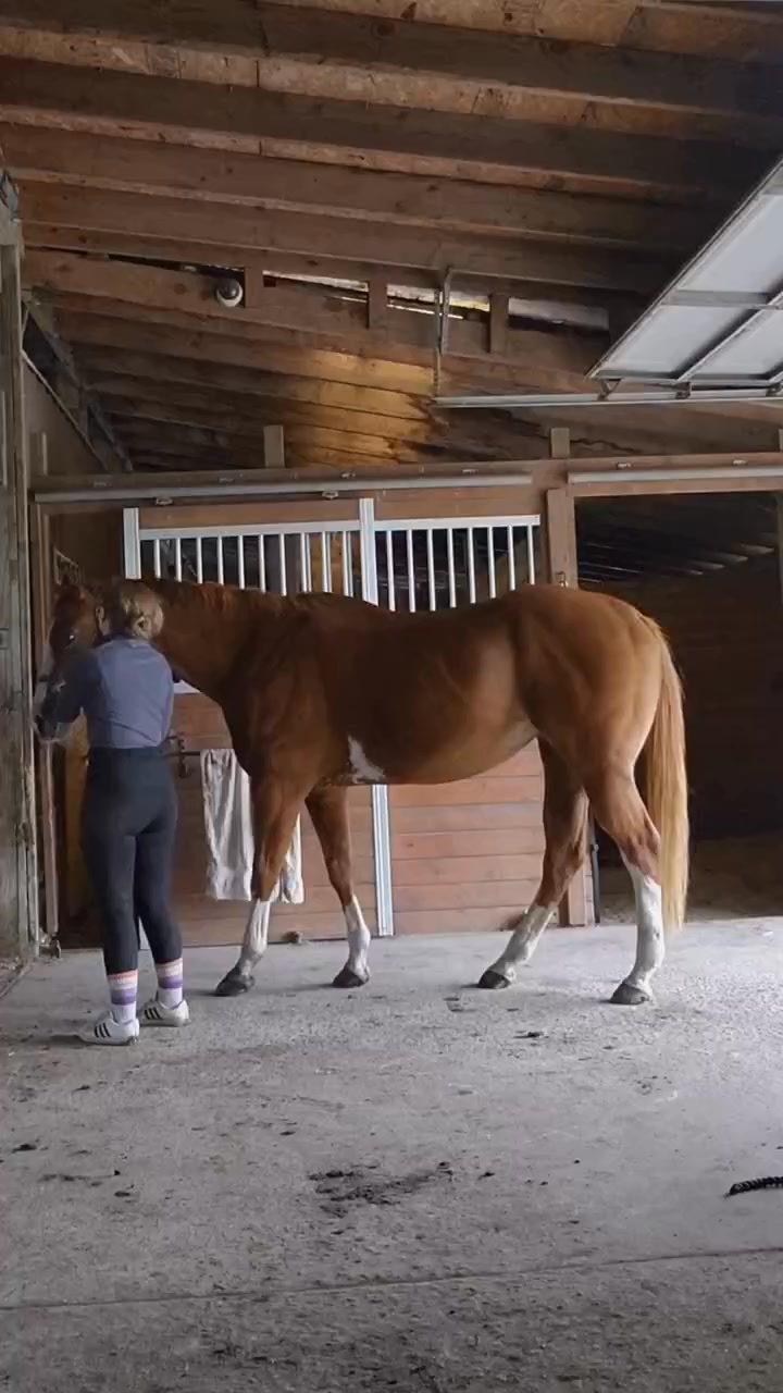 Are you performing activation exercises to prepare your horse for ...