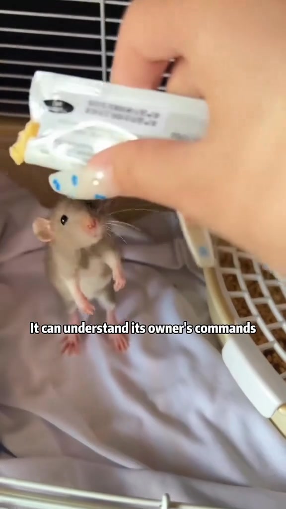 The kissing mouse, short but sweet | The Mouse family that live by