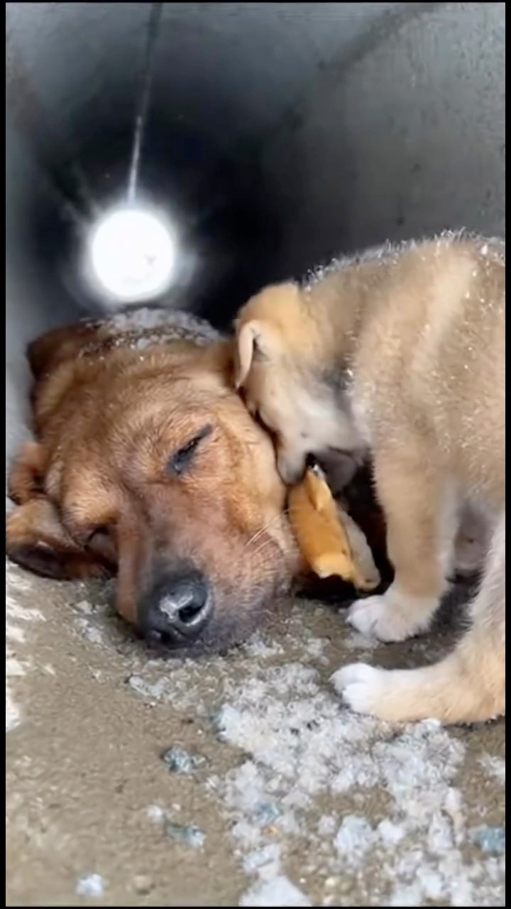 poor puppy #puppy #animalrescue #emotionalvideo #saveanimals #safedog ...