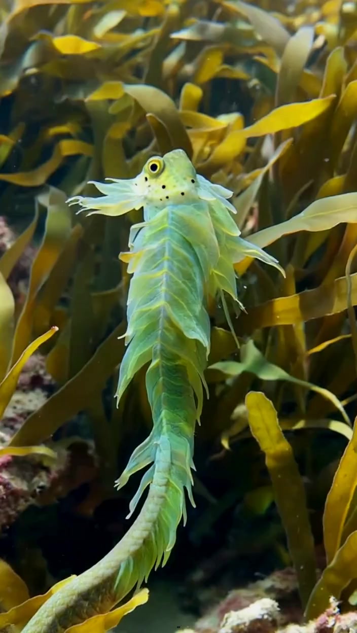 The Master of Mimicry: The Leafy Seadragon 🌊🐉 This incredible creature ...