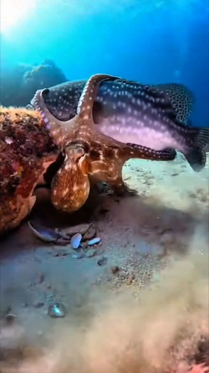 An Octopus Strikes a Fish… A Rare Underwater Moment 🐙🐟 #Octopus #Fish # ...