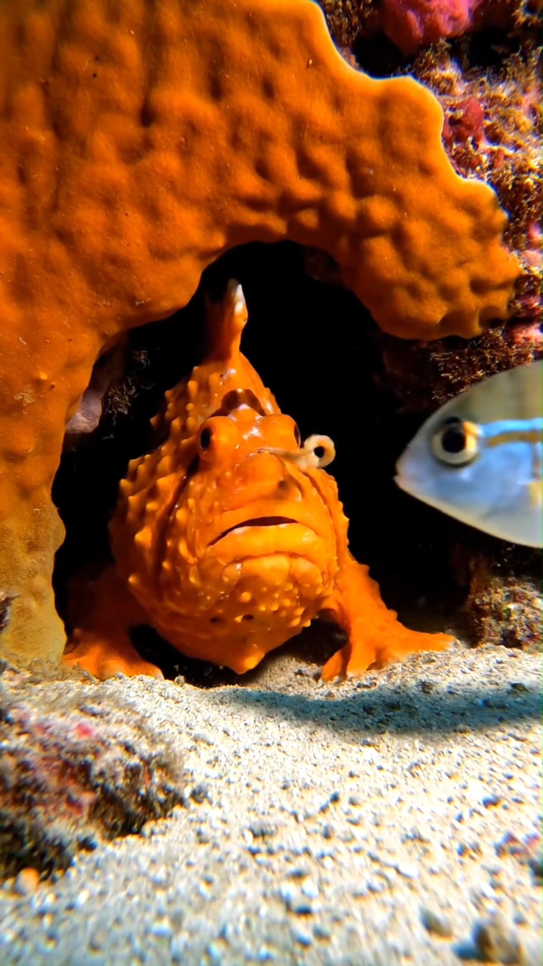 A Rare Look at a Frogfish in Action. #ocean #oceanlife #fish #CreatureX ...
