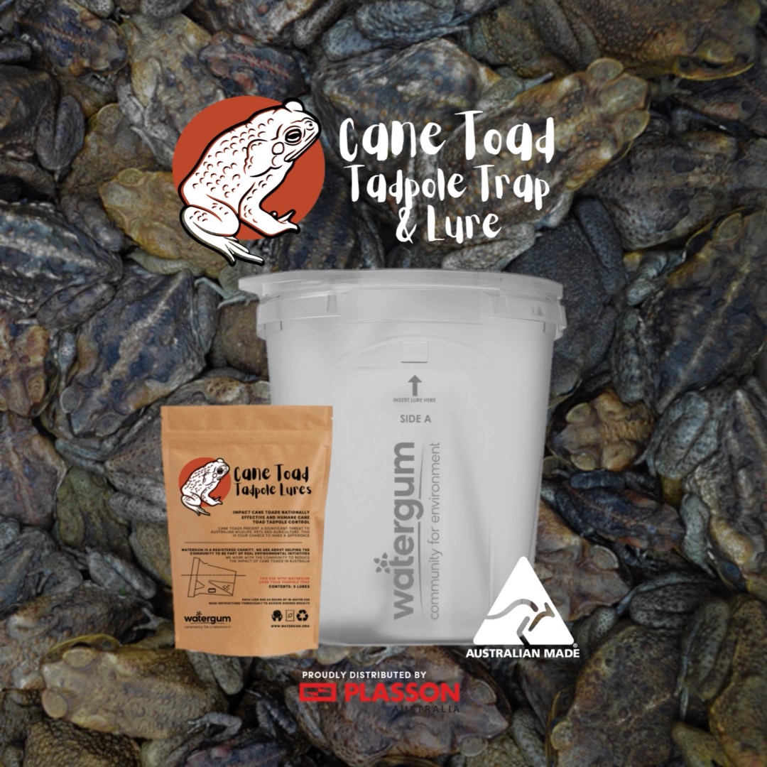 🐸 Cane Toad Season is Coming – Are You Ready to Break the Cycle? With ...