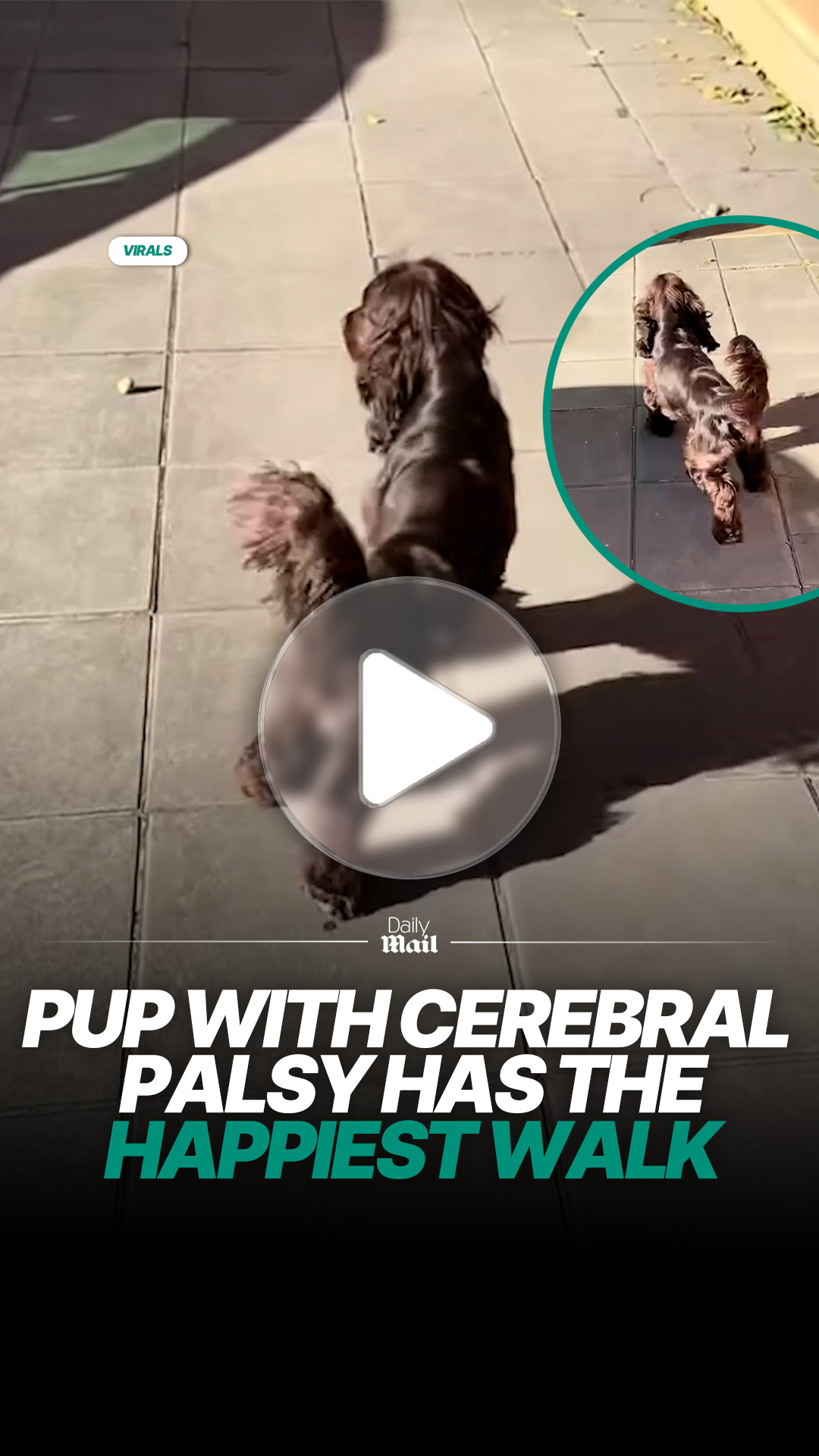 His walk might be a little wonky, but his spirit is unstoppable 🥰 #dogs ...