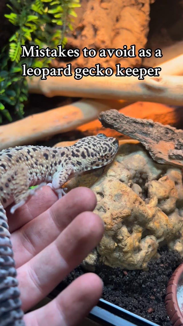 Now available in e-book format: “Leopard Geckos - The Next