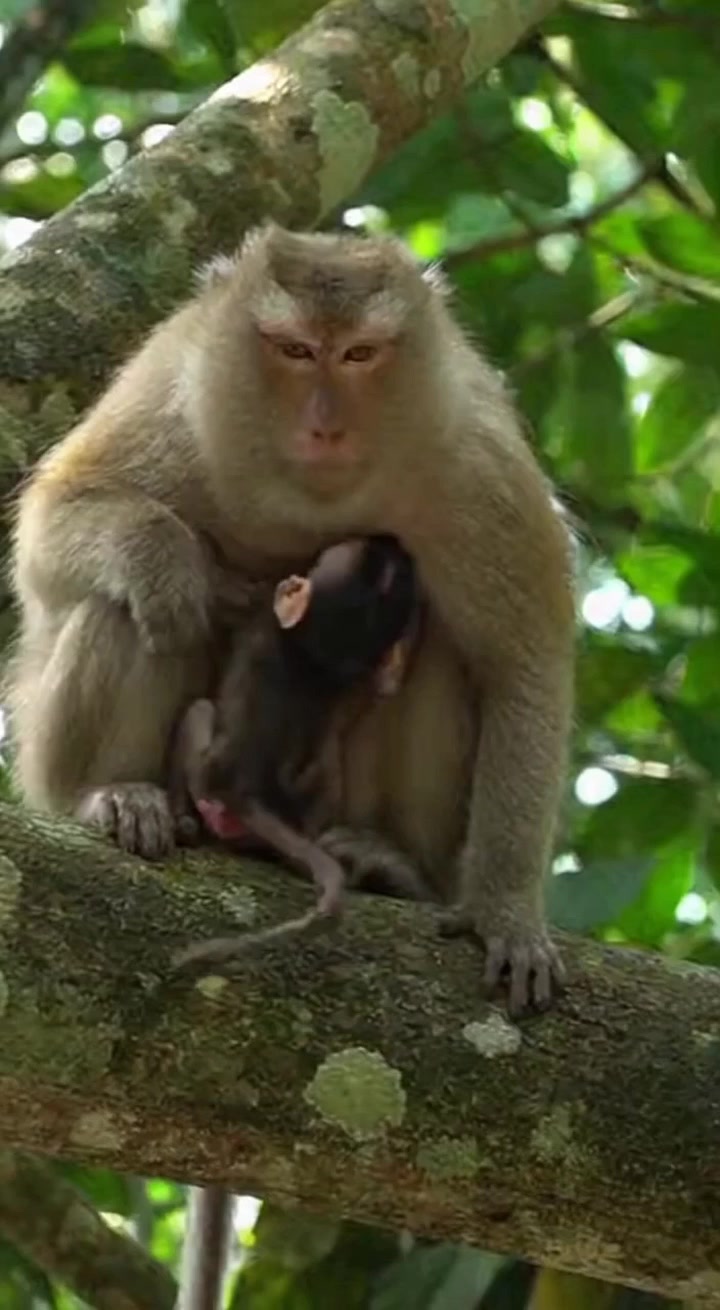 This crazy monkey is out of control! 😂. #MonkeyLife #Nature #charity # ...