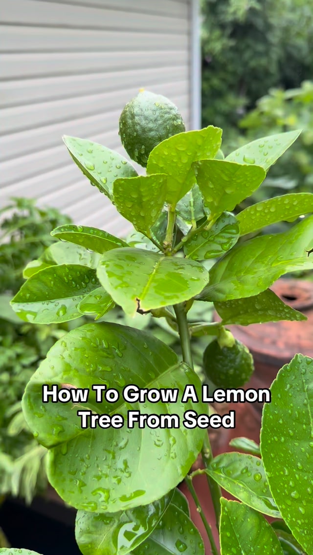 Growing a lemon tree from seed at home is easier than you think 🍋🌱 In ...