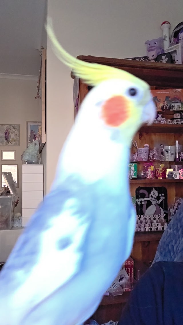 Name a chattier chatterbox 🐥🙏🏻 . #merle #cockatiel #pets #cockatiellife ...