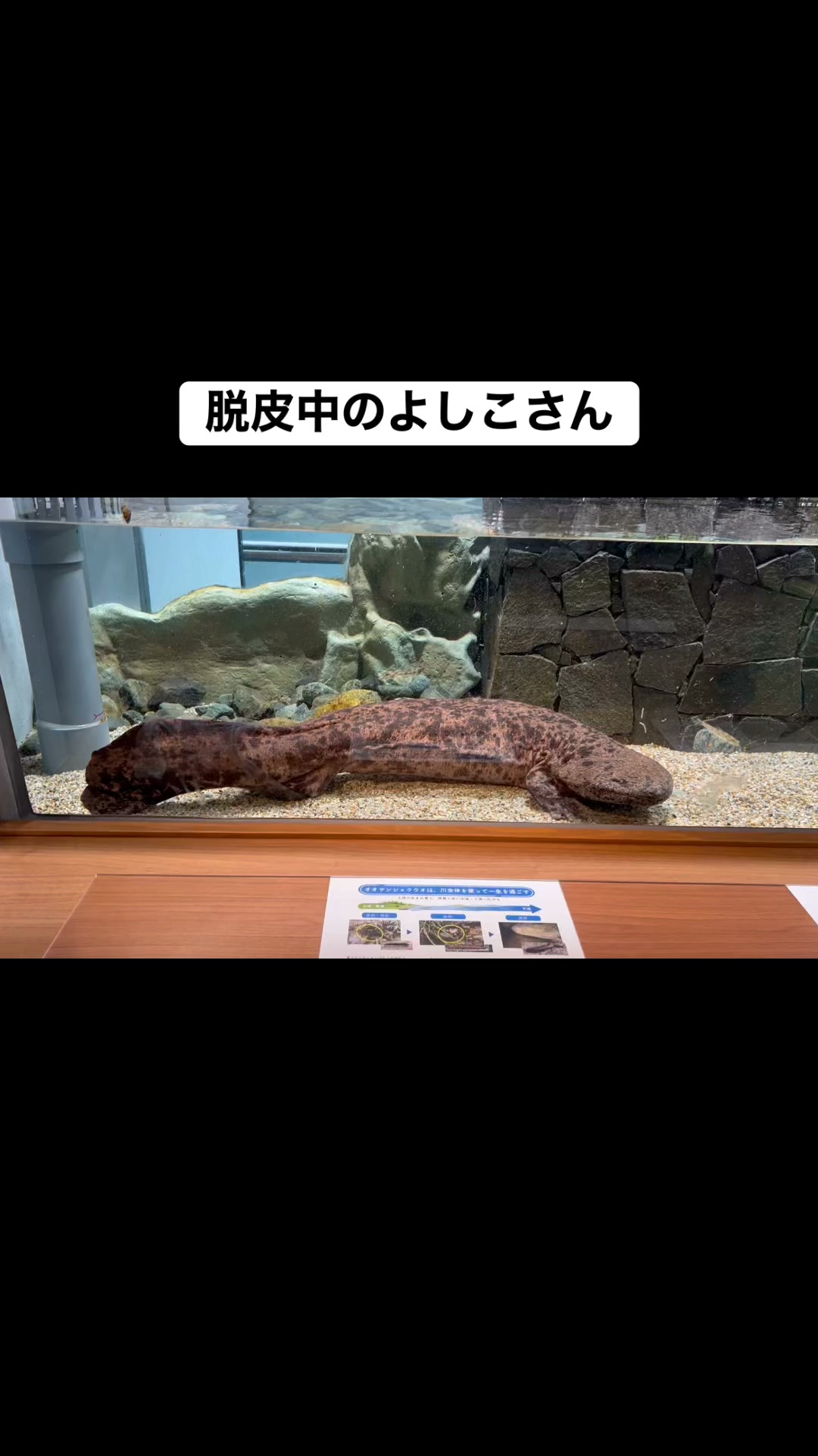 日本ハンザキ研究所 | Asago-shi Hyogo