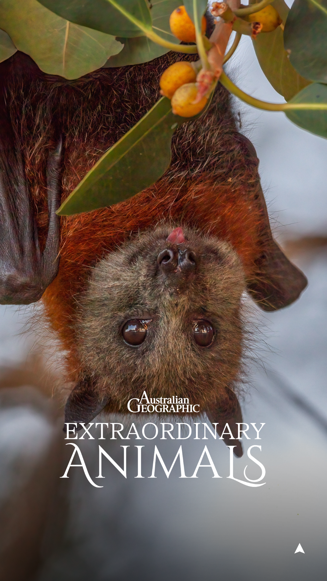 Happy Australian Pollinator Week! To celebrate, we're highlighting our ...