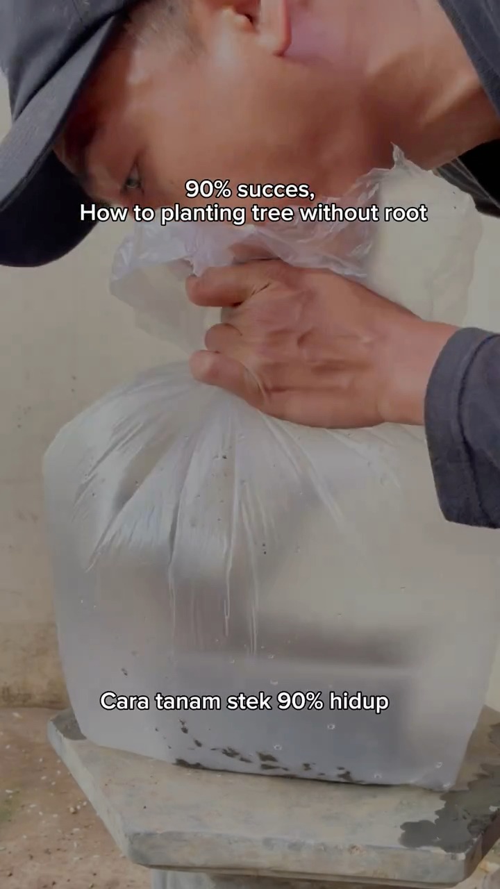 Planting tree without roots, effective 90% success. #bonsai #garden # ...