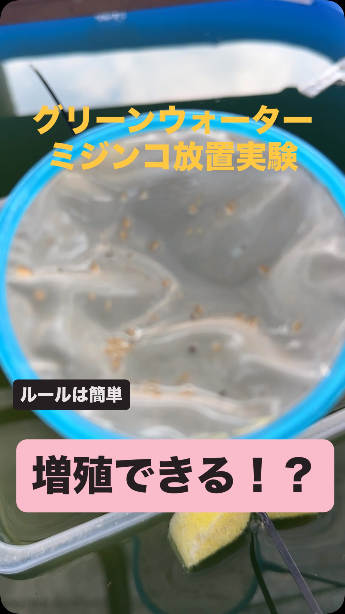 塩水 卵 浮く 濃度