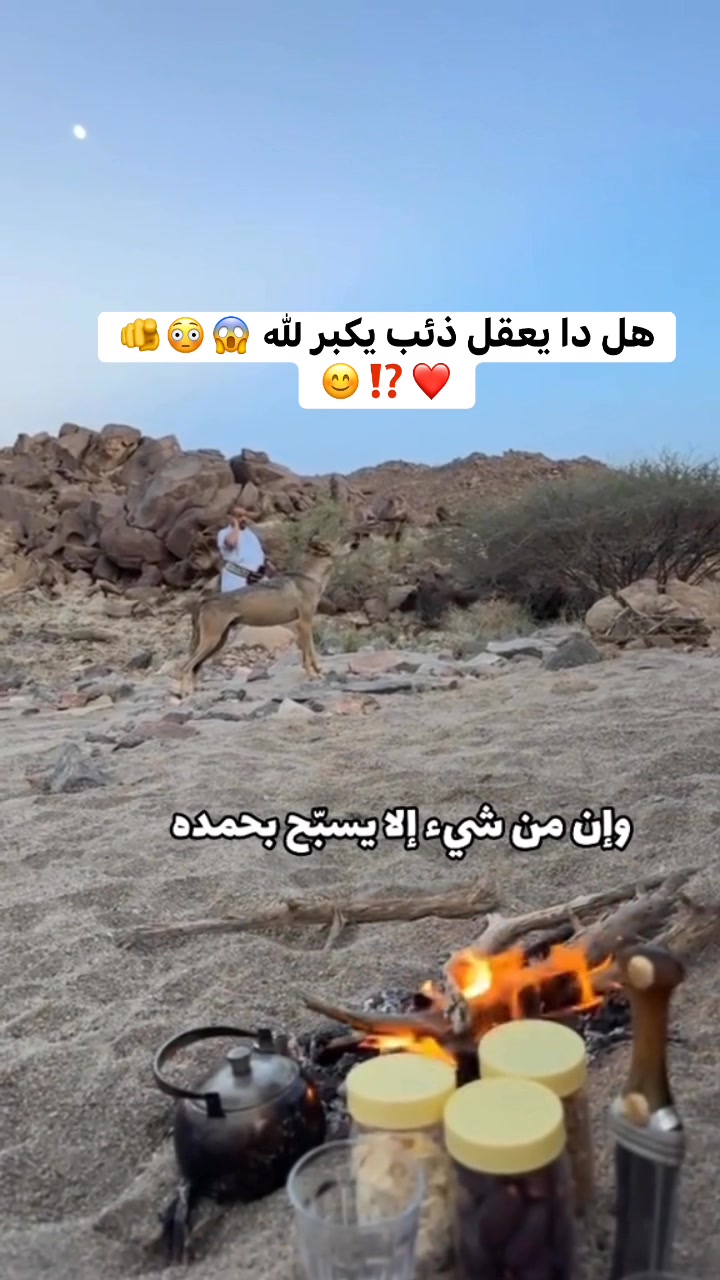 هل دا يعقل ذئب يكبر لله 😱😳🫵 ️⁉️😊 | ستوديو ازهري | Facebook