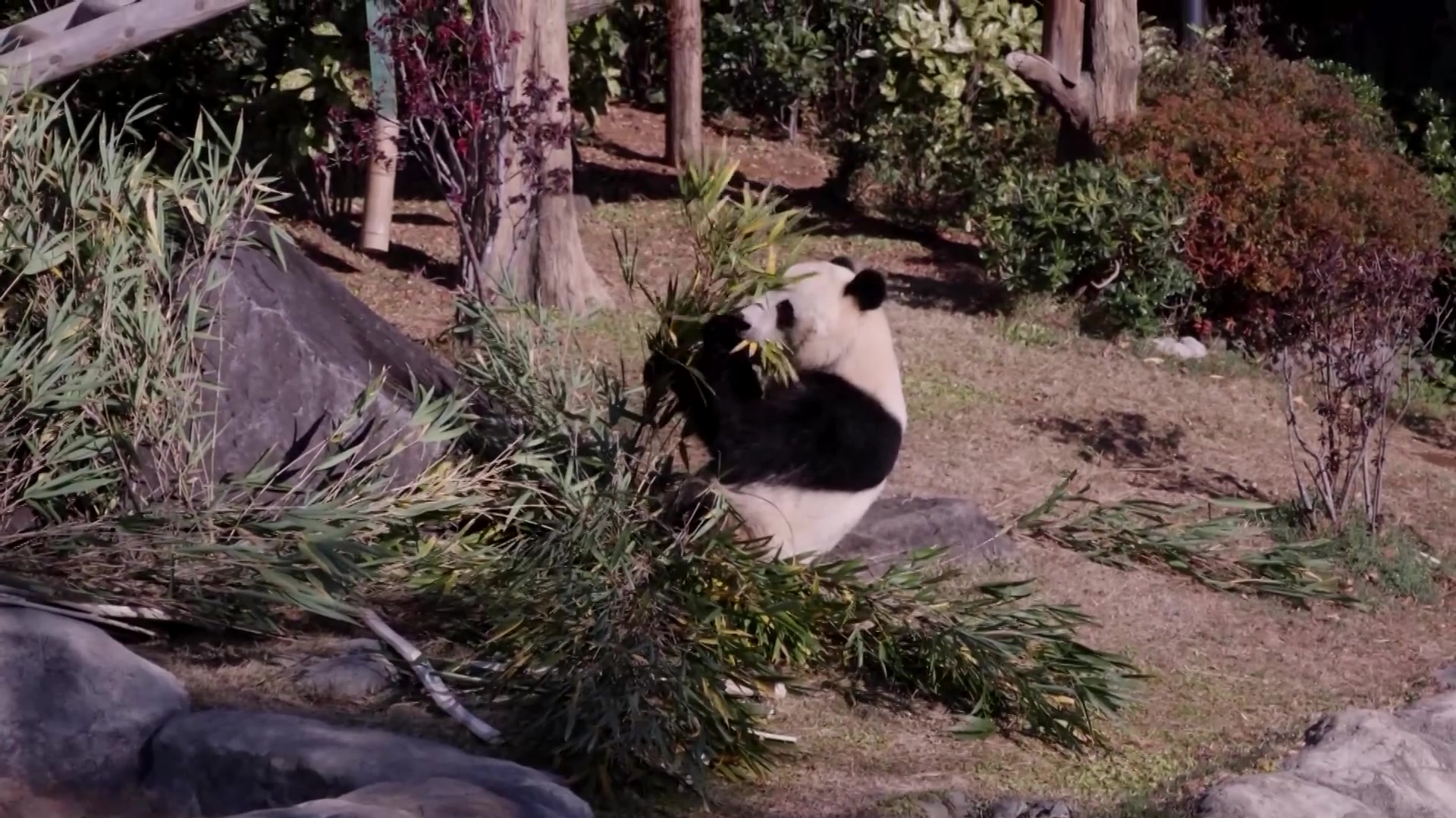 Japan's last two pandas are set to be returned to China next month ...