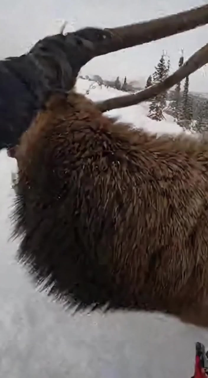 Snow scatters down the slope as a reindeer stumbles, its leg caught ...
