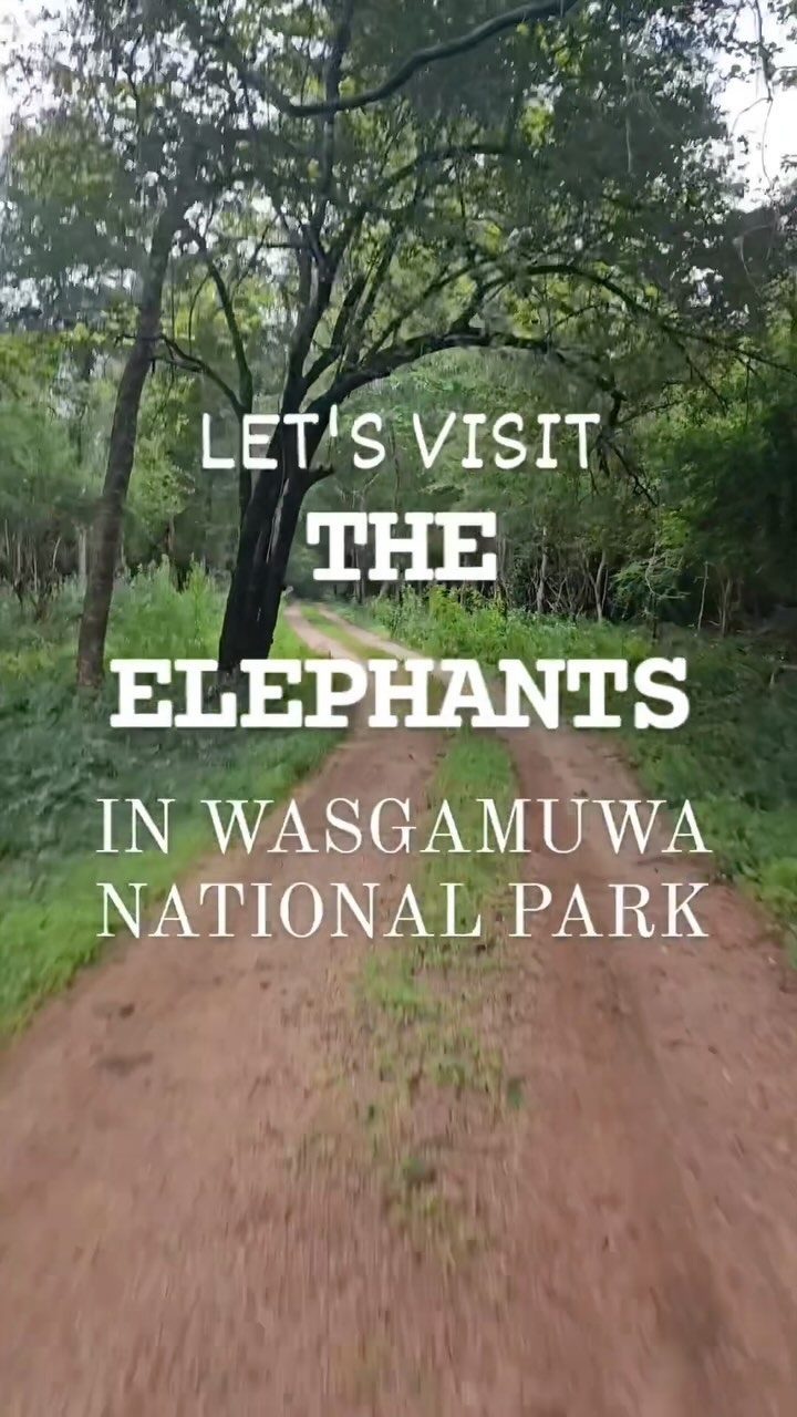 Elephants of Wasgamuwa ️ From @branimal_photos #elephants #animals # ...