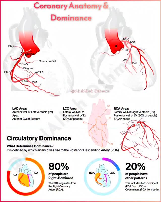 coronary-anatomy-dominance-dominance-patterns-defined-by-pda