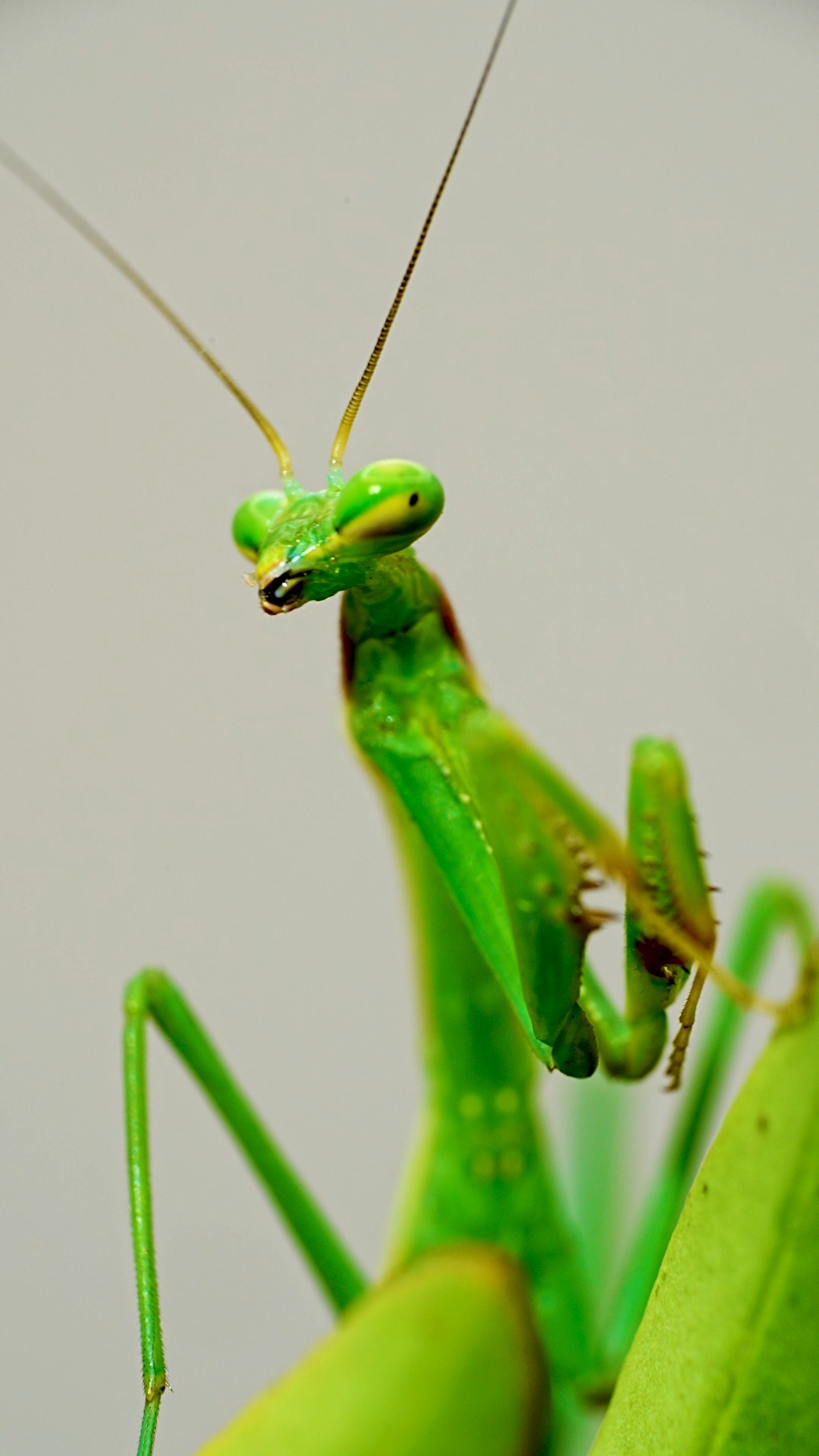 Have You Ever Seen This Bug in Your Backyard? It's a praying