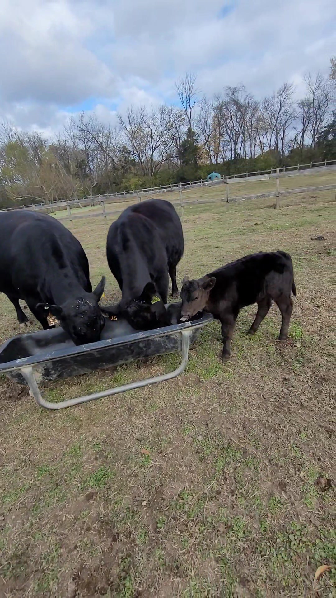 Goodmorning from the momma cows and Buttercup!!! | 14 Carrots Farm ...