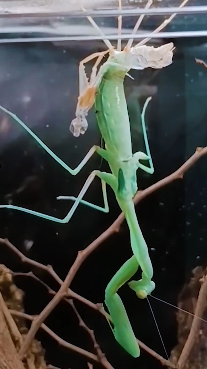 Witness a miracle in minutes. ⏳ This is the incredible time-lapse of a ...